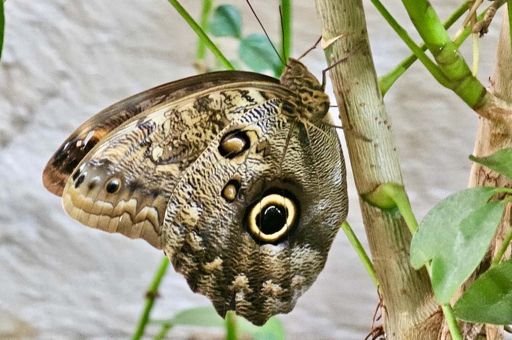 Dubai Butterfly Garden Ticket 2024