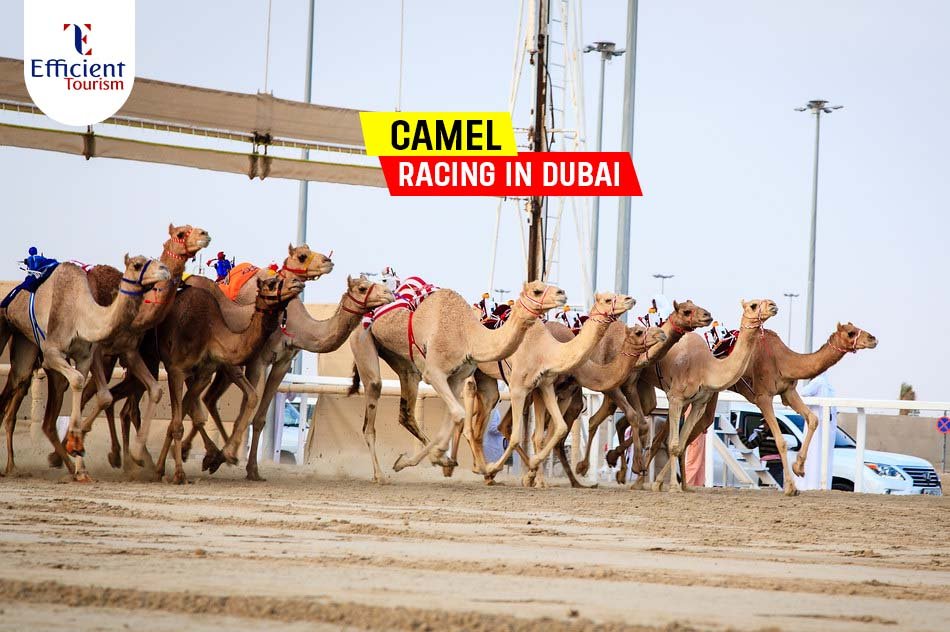 Camel Racing in Dubai