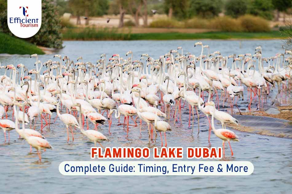Flamingo Lake Dubai