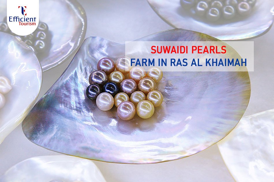 Suwaidi Pearls Farm in Ras Al Khaimah