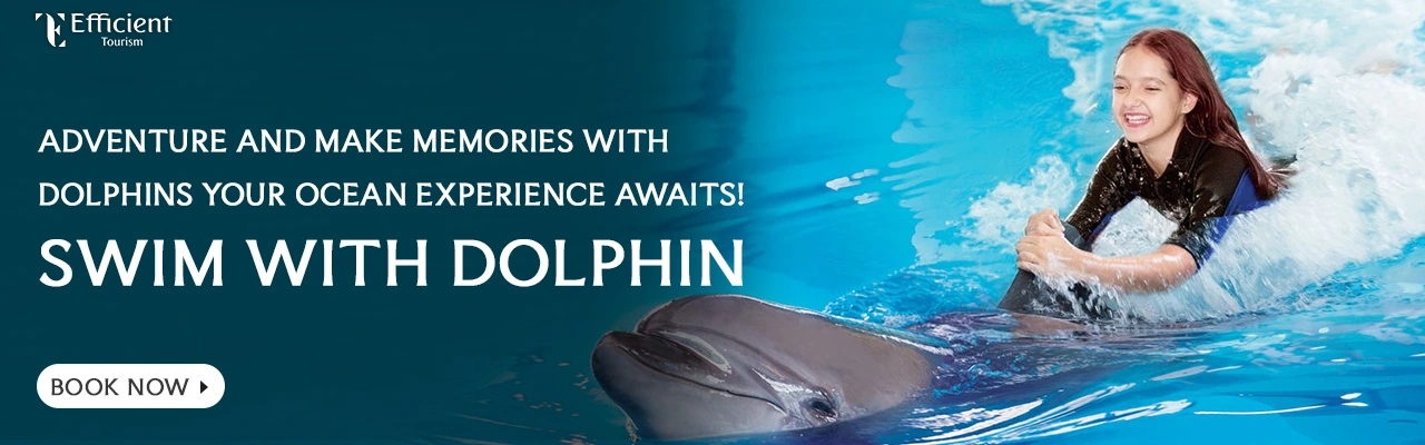 Swim with Dolphin