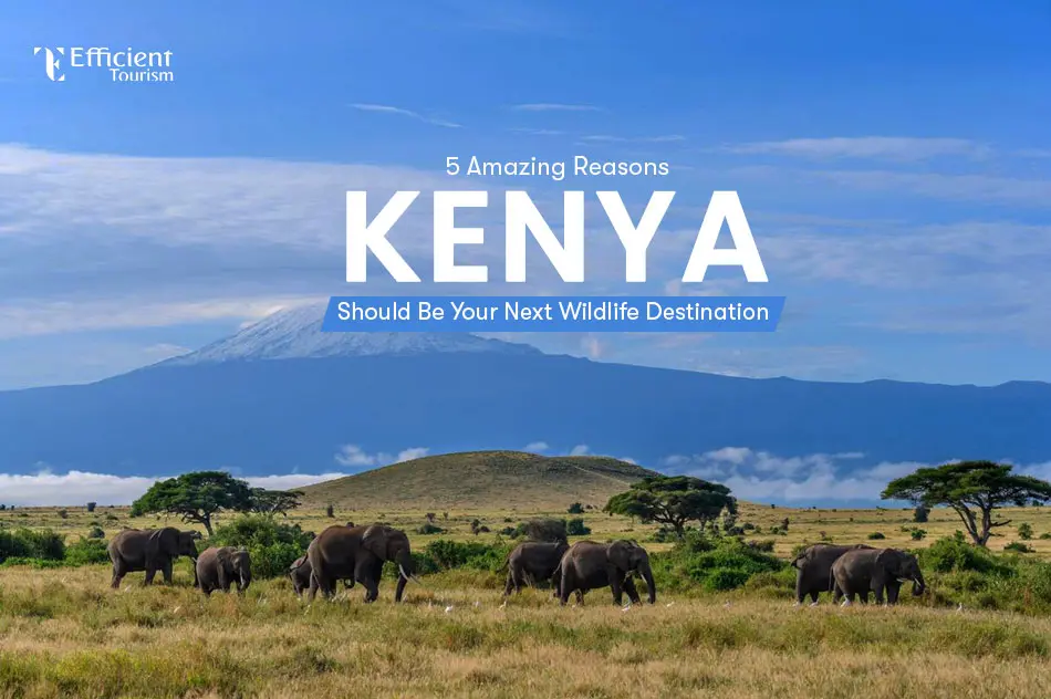 5 Amazing Reasons Kenya Should Be Your Next Wildlife Destination
