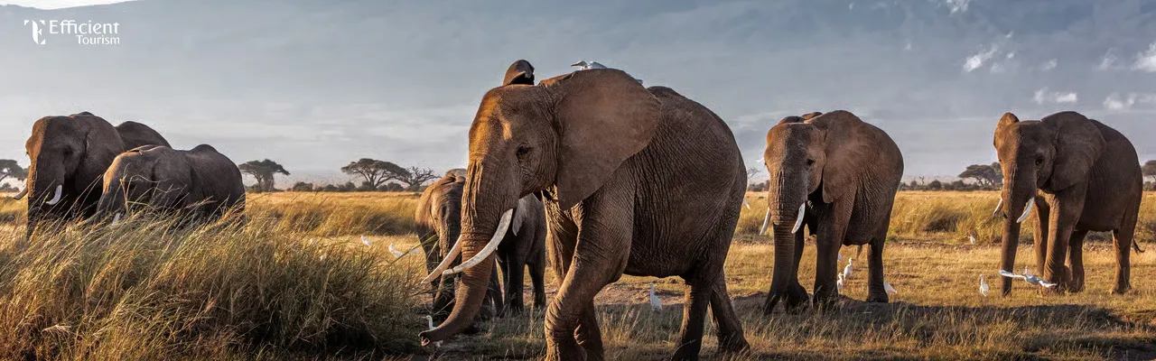 4--nights-kenya-tour-package 4 Nights Kenya Tour Package